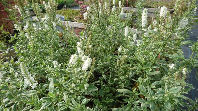 Veronica longifolia 'Charlotte' Вероника длиннолистная